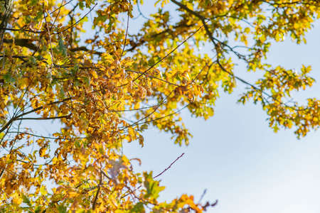 Golden and orange fall leaves with blue sky in background, autumn nature photographyの写真素材