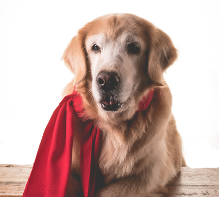 Golden Retriever wearing scarf in the coldの写真素材