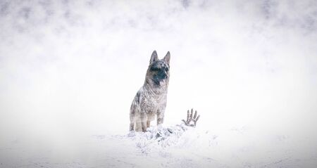 Rescue in the snow with german shepherd dogの写真素材