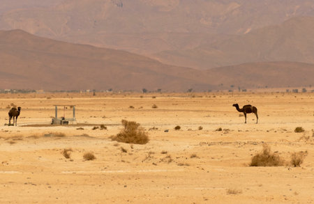 Dromedary in the Sahara desert, Morocco, Africa.の写真素材
