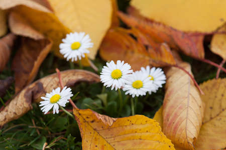 little group of Daisies within autumnal leavesの写真素材