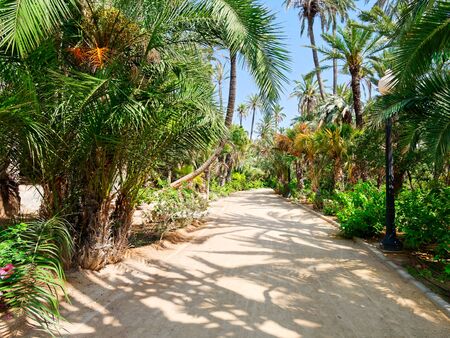 Palm park El Palmeral in Alicante, Costa Blanca. Spain.