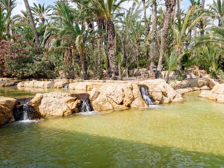 Palm park El Palmeral in Alicante, Costa Blanca. Spain.