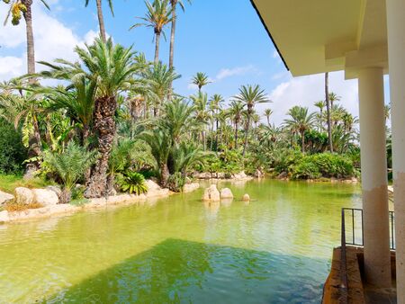 Palm park El Palmeral in Alicante, Costa Blanca. Spain.