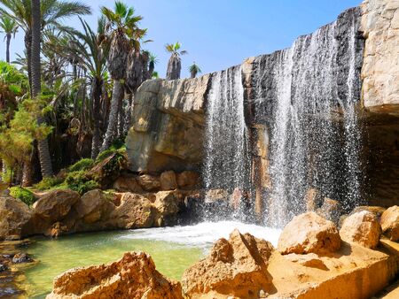 Palm park El Palmeral in Alicante, Costa Blanca. Spain.の写真素材
