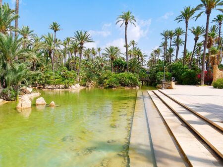 Palm park El Palmeral in Alicante, Costa Blanca. Spain.