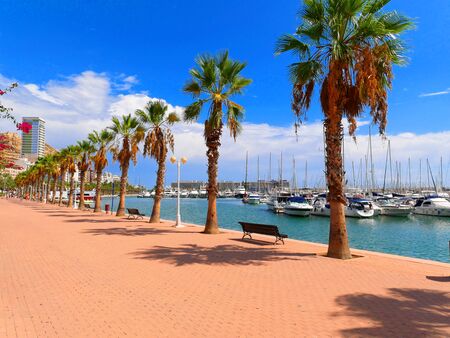 Beautiful promenade with palm trees in Alicante. Spainの写真素材