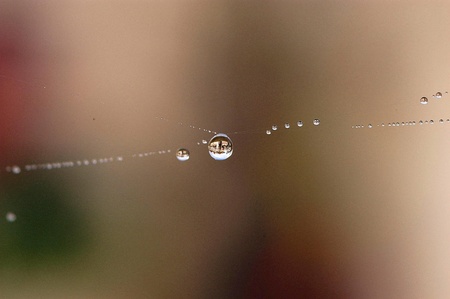 Wet spider web