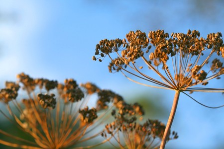 Dry dill flowers on sky background - Anethum graveolensの写真素材
