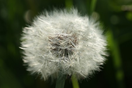 Macro of whole dandelion flower with seedsの写真素材