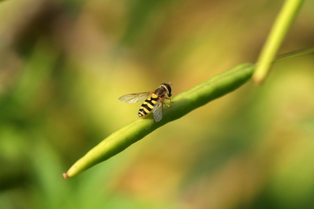 Hoverfly sitting on plant pod. Insect imitating dangerous waspの写真素材
