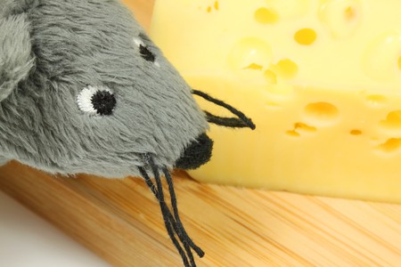 Grey plush mouse looking at delicious cheeseの写真素材
