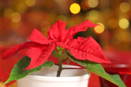 Symbolic Christmas plant - poinsettia. Christmas tree lights in backgroundの写真素材