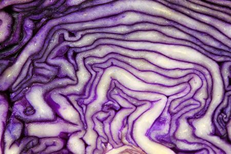 Purple cabbage cut closeup. Healthy vegetable for autumn and winterの写真素材