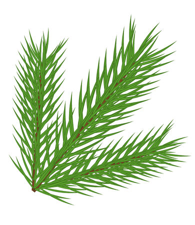 fir branch isolatedのイラスト素材