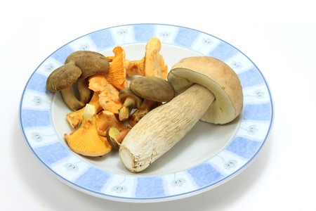 Fresh various kinds of mushroom on plate  isolatedの写真素材
