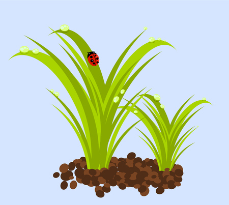 Green grass with water droplets and ladybugのイラスト素材