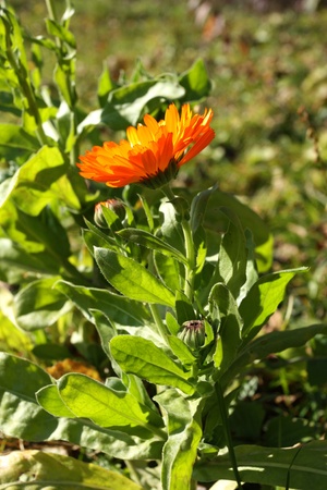 Beautiful orange Calendula flower in garden. Healthy herbの写真素材