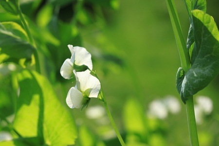 White flowers of Pisum sativum - edible pea in natureの写真素材