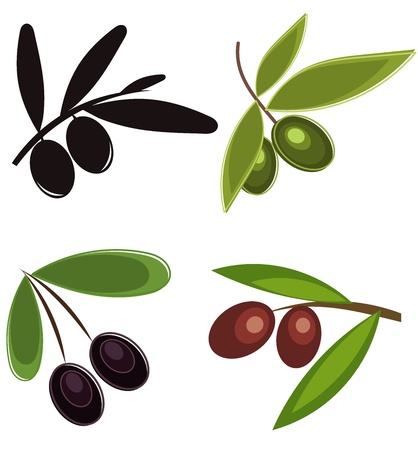 Collection of olive branches with fruits. Vector illustrationのイラスト素材