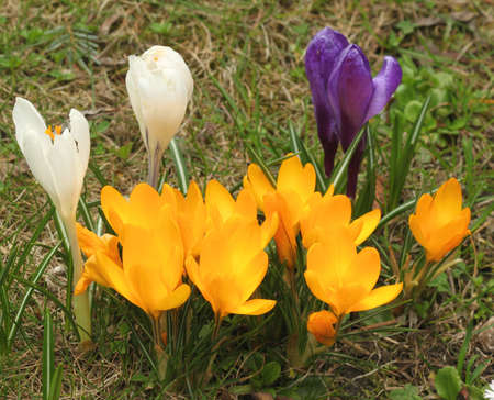 Easter crocus flowersの写真素材