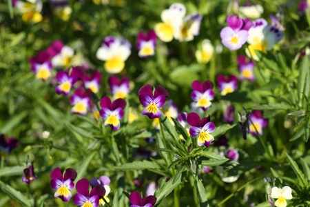 Wild pansy violets flowering in garden. Medicinal plant for metabolic diseases and acne treatment