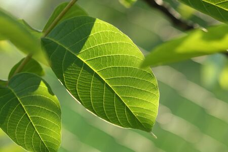 Green leaf of common walnut tree. Beautiful lighting and shadows