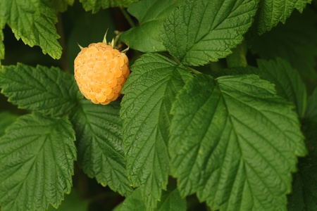 Yellow ripe raspberry fruitの写真素材