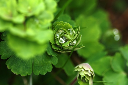 Rain drops on Aquilegia leaves - green texture