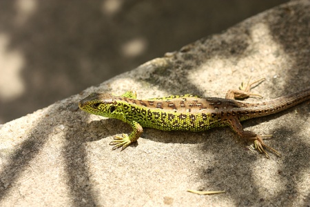 Viviparous Lizard sunbathing on sunlighted stairs