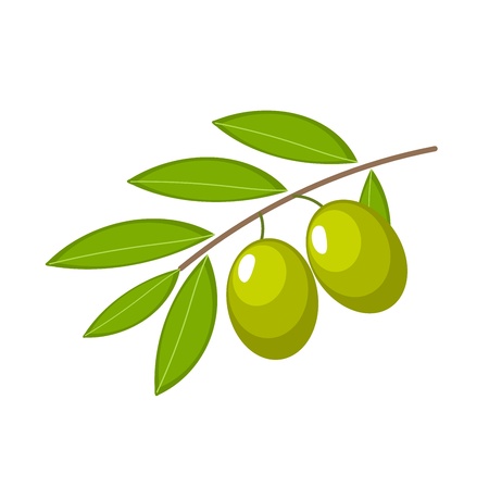 Branch with green olives. Vector illustrationのイラスト素材