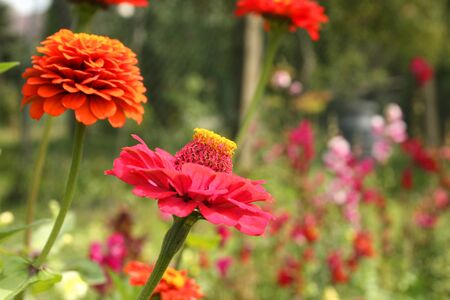 Colorful garden - Zinnia flowers