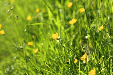 Wild meadow. Ranunculus yellow flowers growingの写真素材