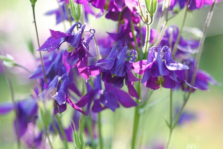 Beautiful purple wild Aquilegia vulgaris flowers in gardenの写真素材