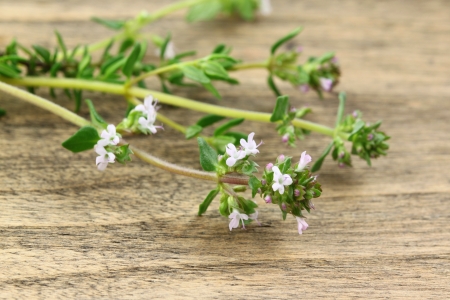 Thyme branch on wooden backgroundの写真素材