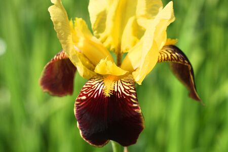 Close up of yellow iris flower