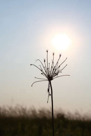 Dried herb in contrast light. Artistic shot of wild meadowの写真素材