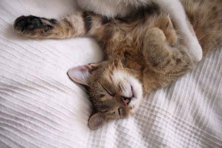Sleeping catの写真素材