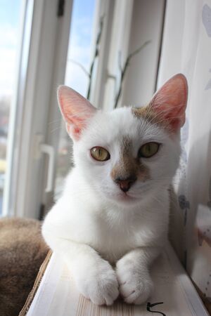 Young white cat lying beside the window