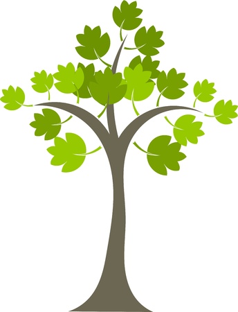 Maple tree with green leaves isolated over whiteのイラスト素材