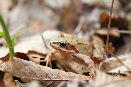Brown frog Rana temporaria in the polish forestの写真素材
