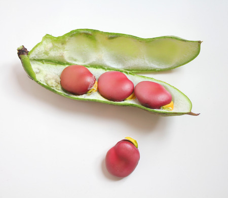 Red fresh broad beans in green pod. Kermazyn varietyの写真素材