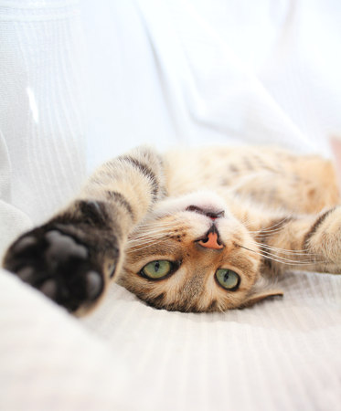 Adorable funny playful catの写真素材