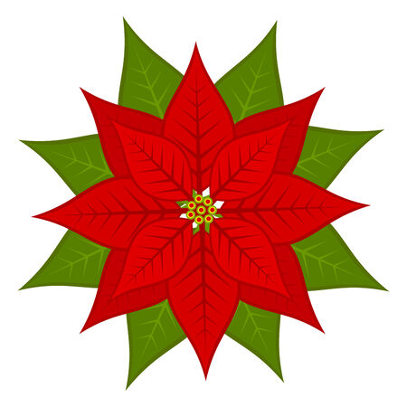 Poinsettia flower, symbol of Christmas. Vector illustrationのイラスト素材