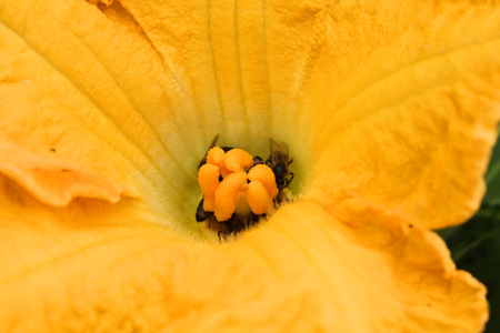 Butternut squash female flower inside. Bees pollinatingの写真素材
