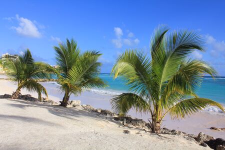 Palm trees on Caribbean beach on Barbados islandの写真素材
