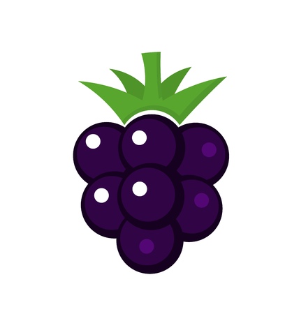 Blackberry fruit. Vector illustrationのイラスト素材