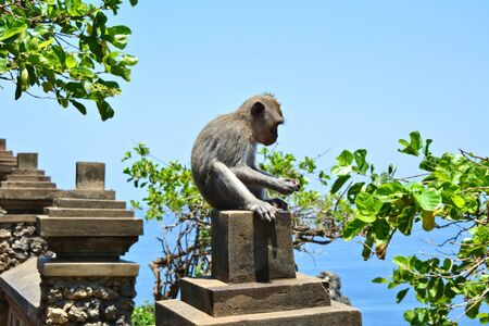 Macaque Monkey eating fruit at Uluwatu temple in Bali, Indonesiaの写真素材