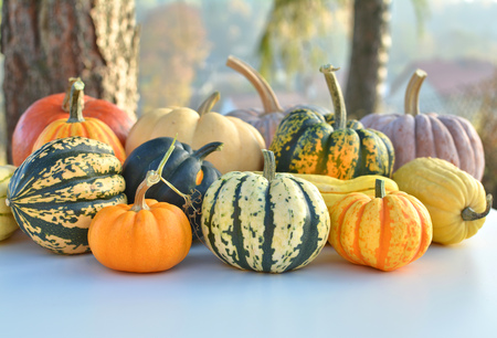 Varieties of pumpkins and squashes. Outdoor shot