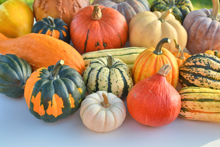 Winter squash collection. Autumn decoration